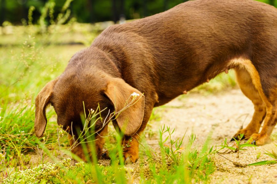 Picture of Understanding Why Anxious Dogs Eat Grass| Veterinary Insights