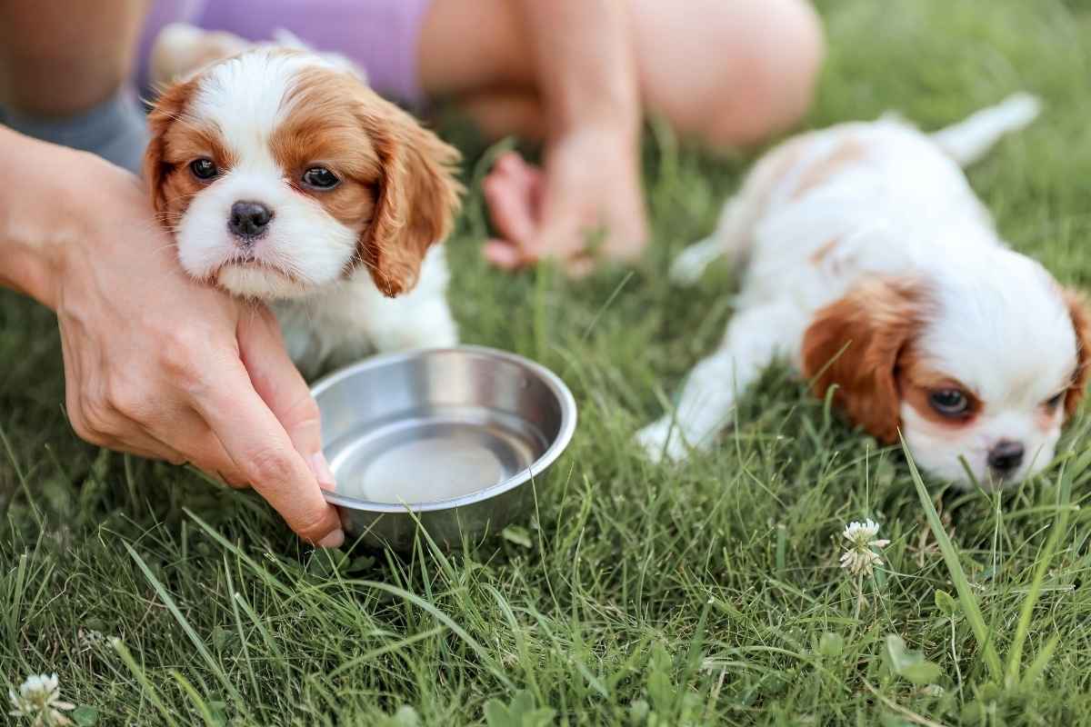 top-puppy-food-brands-vet-recommended