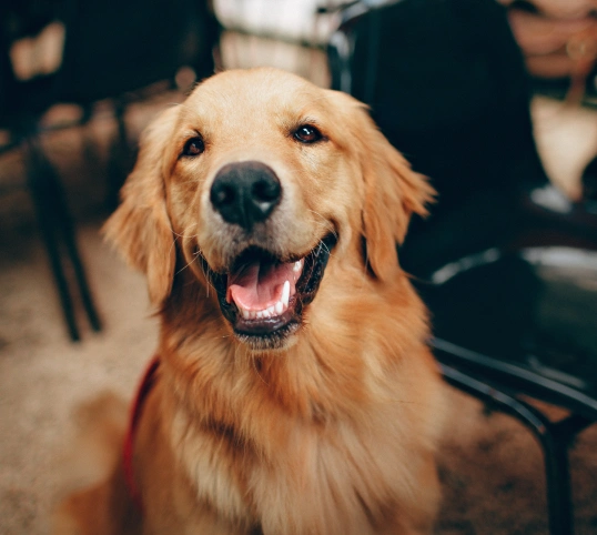 A Calm Approach That Builds Trust and Comfort