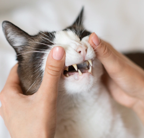Cat Dental Services
