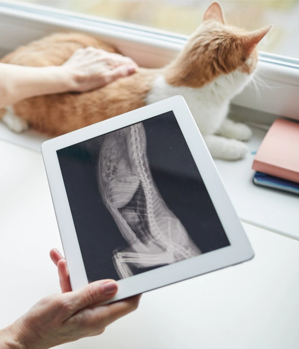 Cat Diagnostic Care