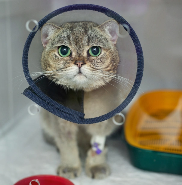 Cat Surgery