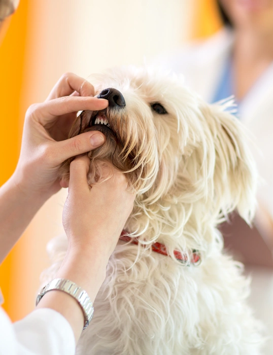 Dog Dental Services Beyond the Cleaning
