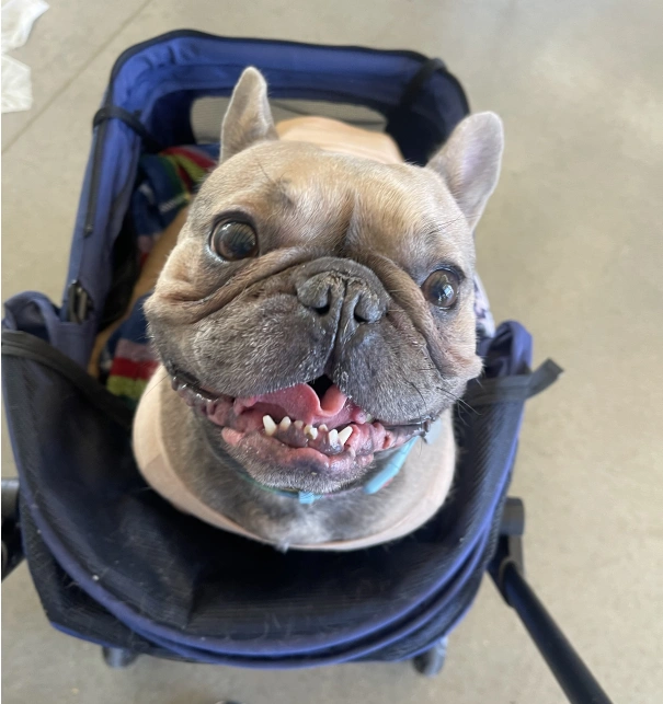 Dog Dental Services