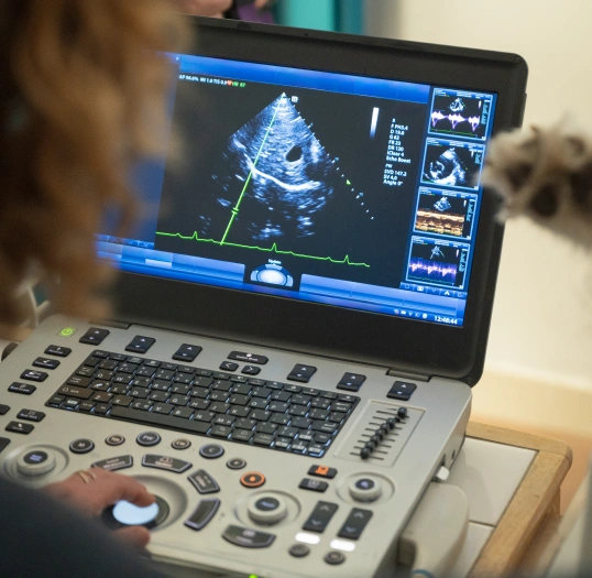 Digital Radiology and Ultrasound