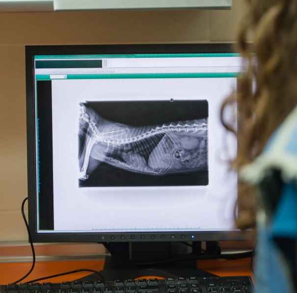 Dog Diagnostic Care