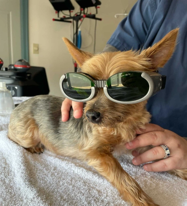 Dog Holistic Therapies