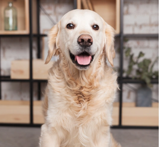 Preventive Care for Dogs Across Every Life Stage