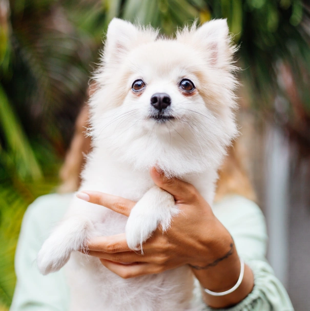 Dog Preventive Care