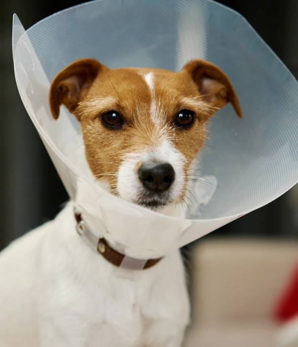 Dog Surgery
