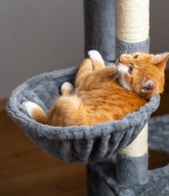 Making Vet Visits a Positive Experience for Your Kitten
