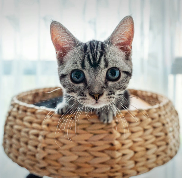 Kitten Care