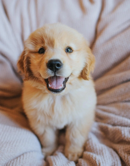 Building a Healthy Relationship with Veterinary Care Early