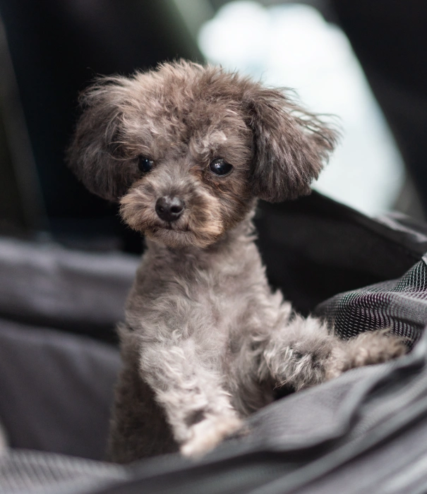 Puppy Care