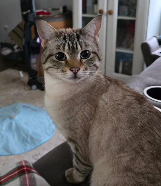 Review Cats