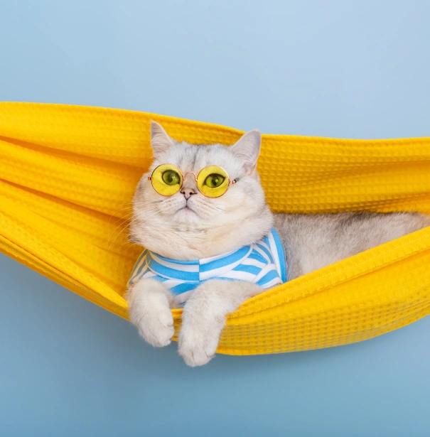 Senior Cat Care
