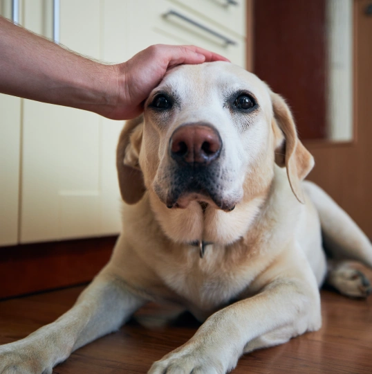 Creating a Safe and Comfortable Home Environment