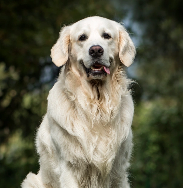 Senior Dog Care