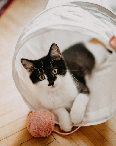 Cat Preventative Care