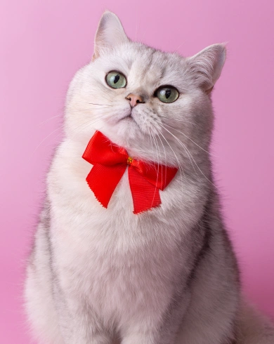 Cat Dental Services