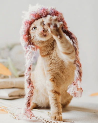 Cat Holistic Therapies