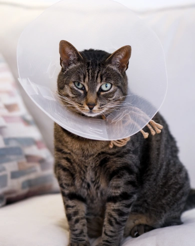 Cat Surgery