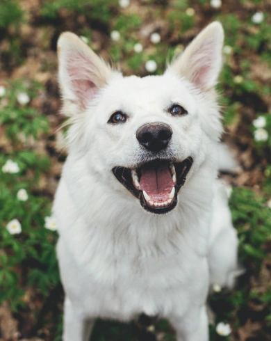 Dog Dental Services