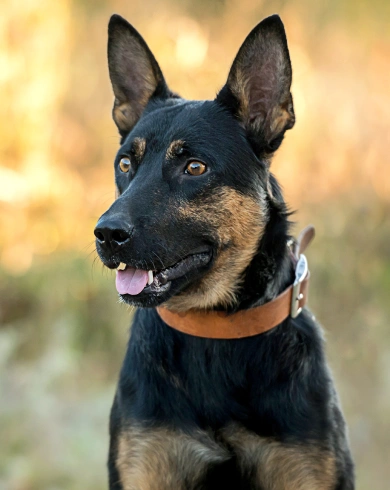 Dog Holistic Therapies