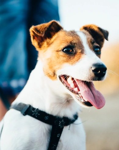 Dog Preventative Care