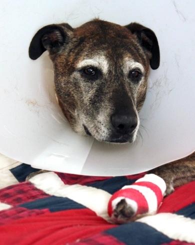 Dog Surgery