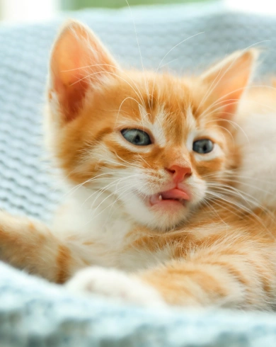 Kitten Care