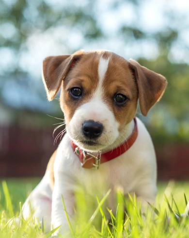 Puppy Care