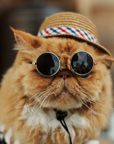 Senior Cat Care