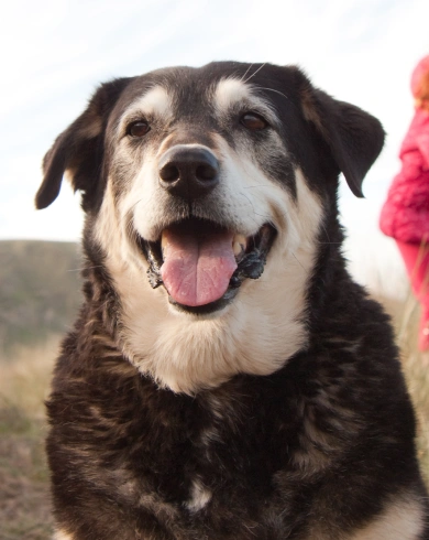 Senior Dog Care