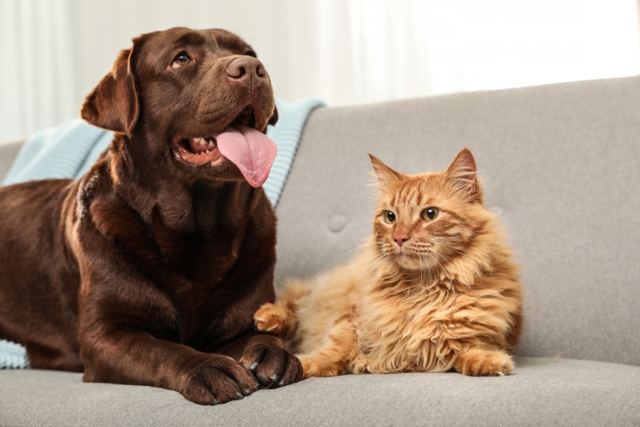 pet-wellness-checklist-independence-mo