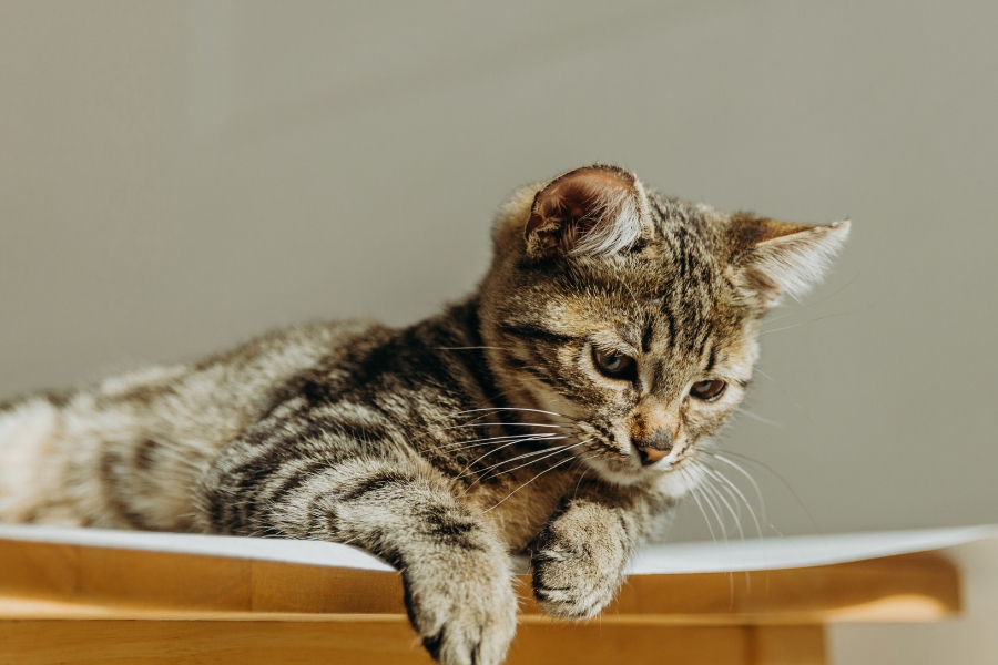 signs-pet-needs-urgent-care