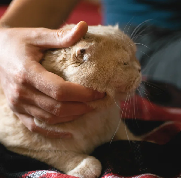 Person gently cradling the head of a calm cream-colored cat with its eyes closed, resting on a plaid blanket